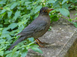 Image of Indian Blackbird