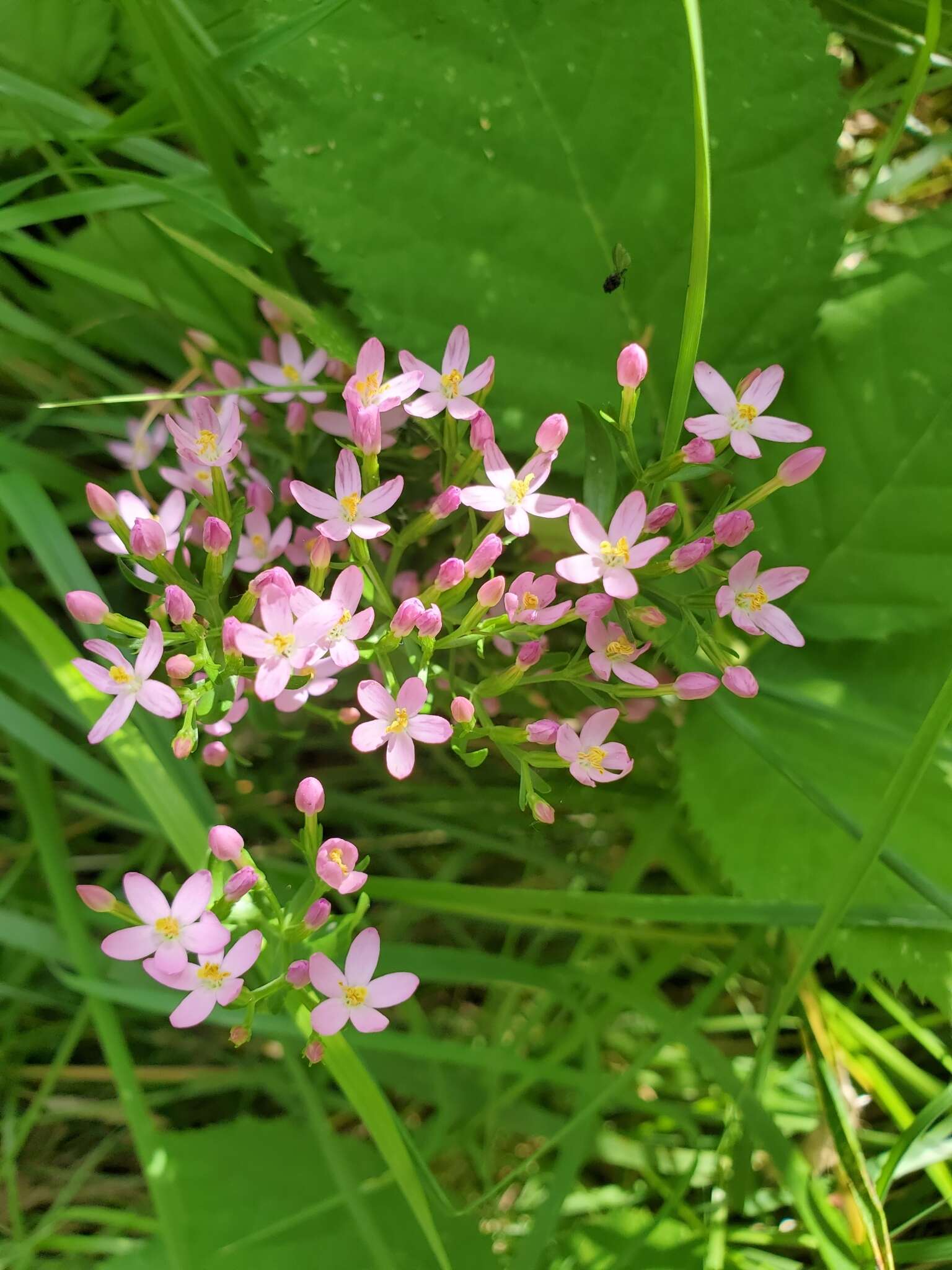 Image of Centaury