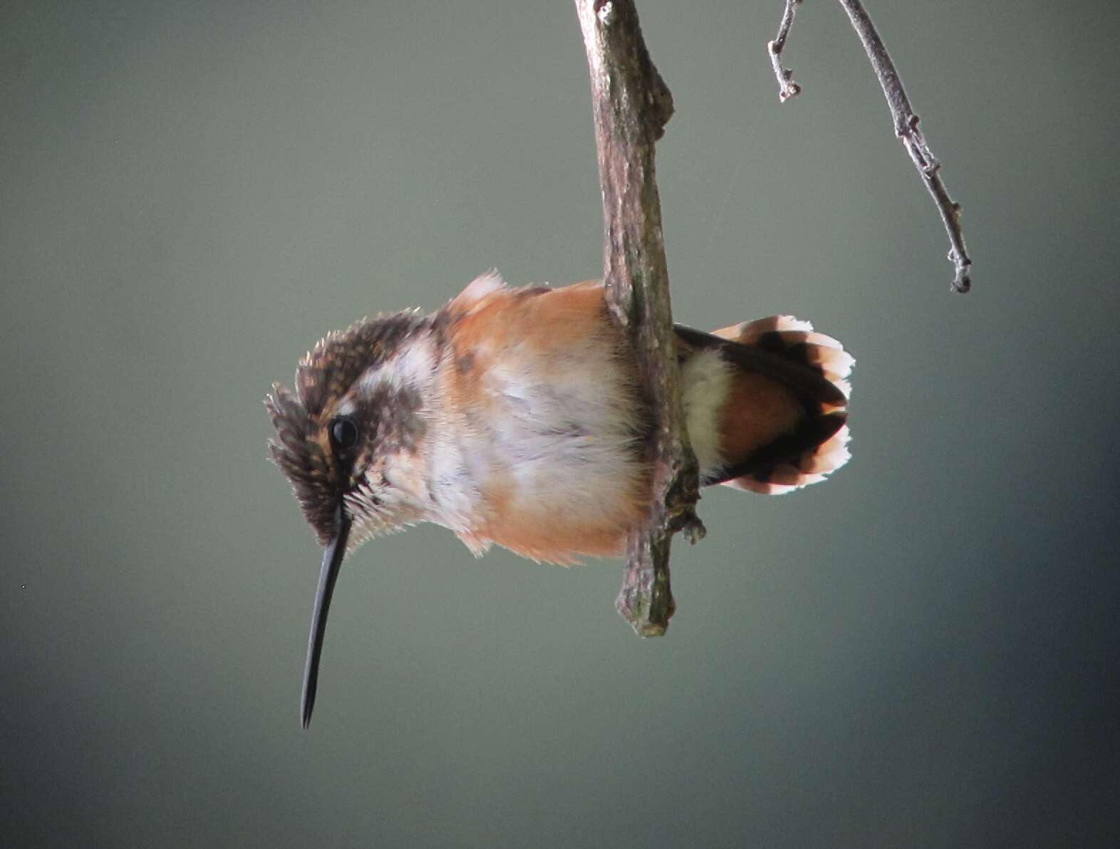 Image de Colibri de Mulsant