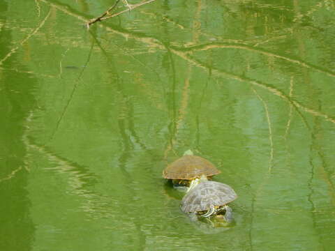 Image of Trachemys hartwegi