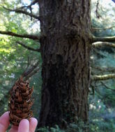 Image of <i>Pseudotsuga <i>menziesii</i></i> menziesii