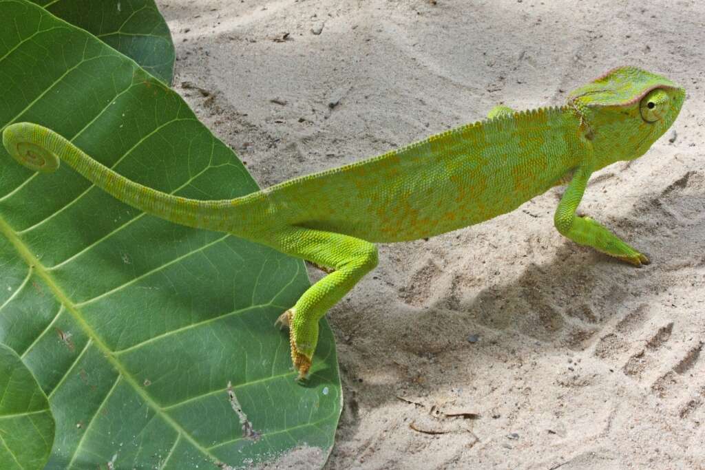 Image of Graceful Chameleon