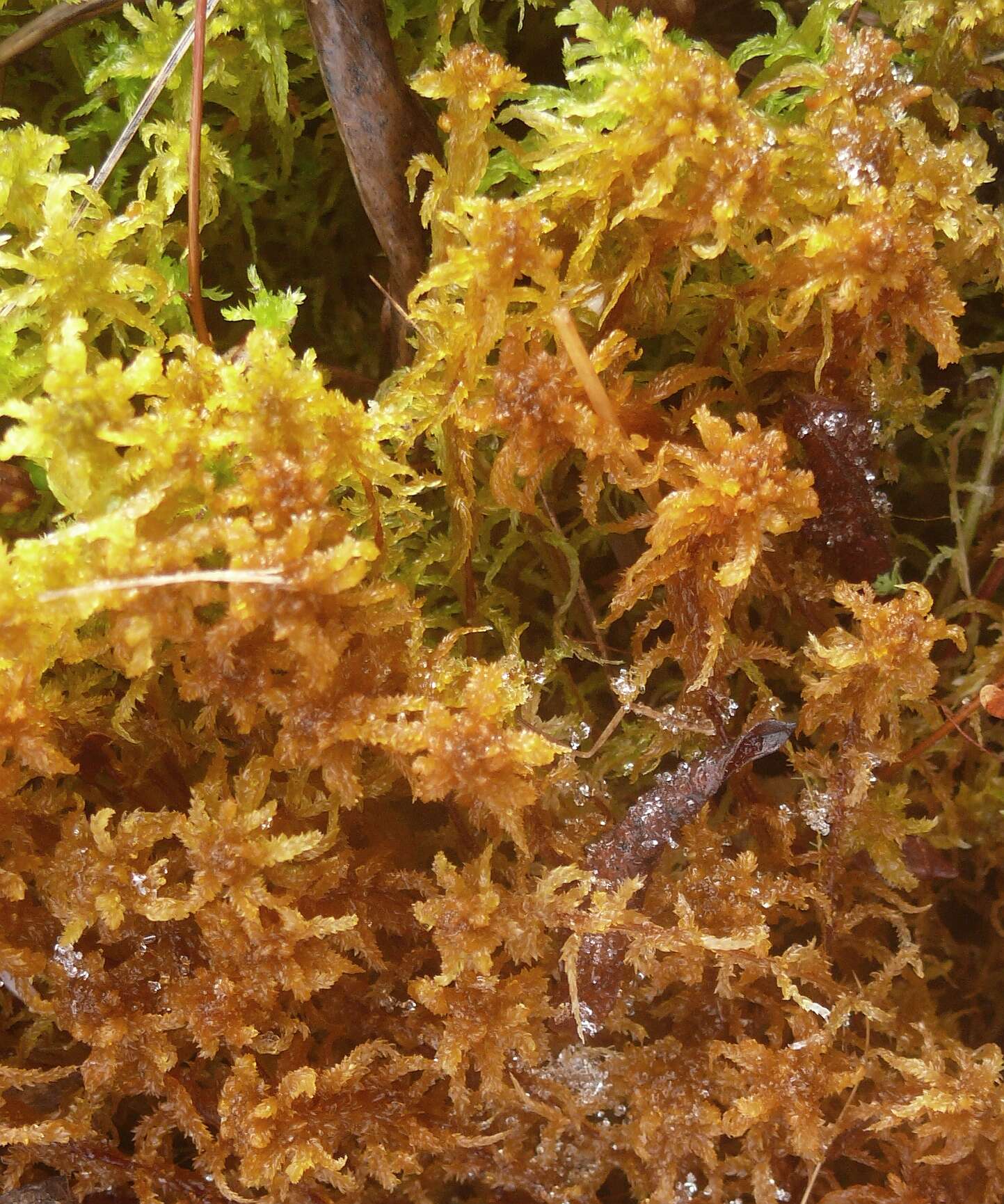 Image of Contorted sphagnum moss