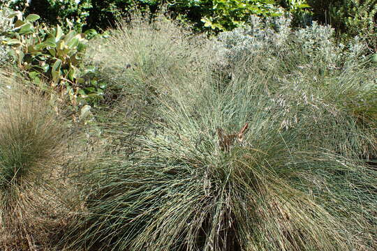 Image of Poa colensoi Hook. fil.