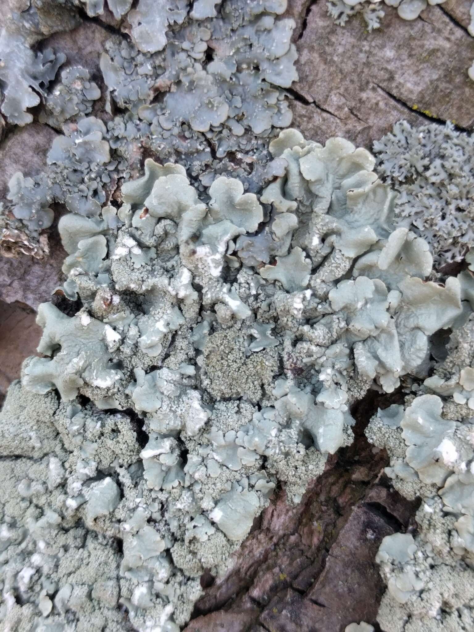 Image of Common greenshield lichen