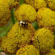 Image of <i>Coccinula quatuordecimpustulata</i>