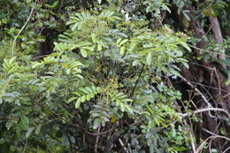 Image of Ackama rosifolia A. Cunn.