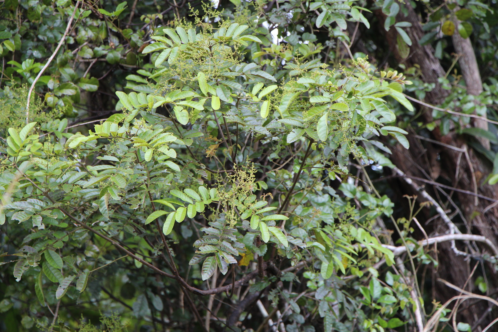 Image of Ackama rosifolia A. Cunn.