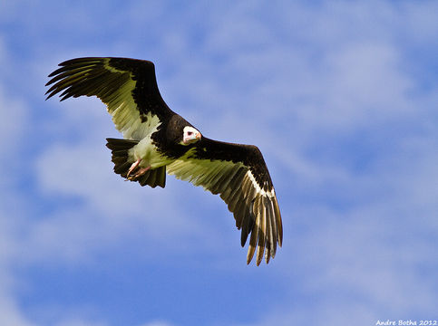 Image of White-headed Vulture