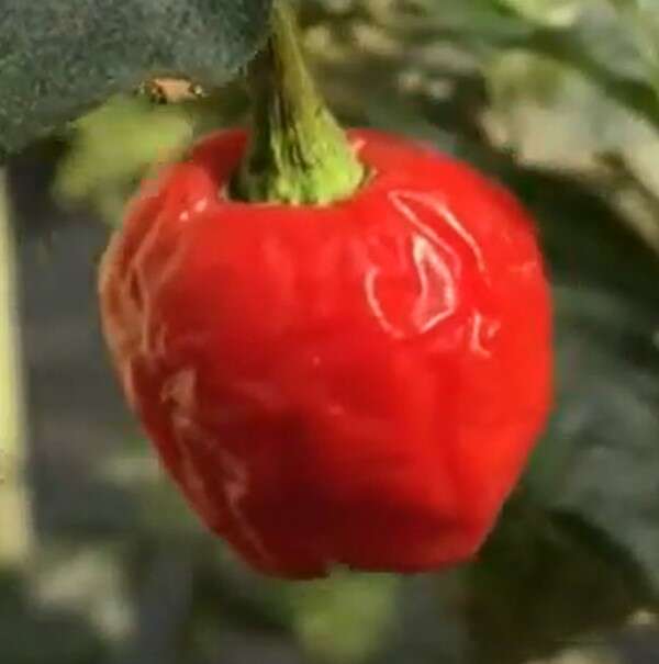 Imagem de Capsicum annuum L.