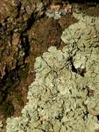 Image of Common greenshield lichen