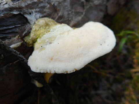 Image de Diplomitoporus flavescens (Bres.) Domański 1970