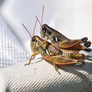 Image of Melanoplus lakinus (Scudder & S. H. 1878)