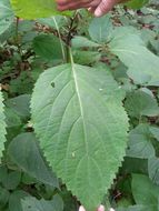Image of <i>Collinsonia canadensis</i>