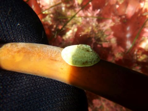 Image of unstable limpet