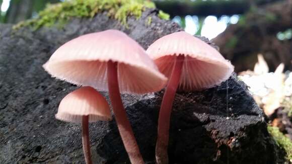 Image of Mycena haematopus (Pers.) P. Kumm. 1871