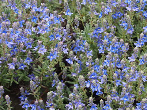 Image of Veronica cinerea Boiss. & Bal.