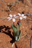 Image of Lapeirousia arenicola Schltr.