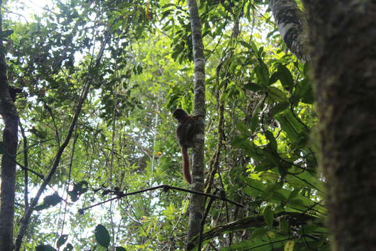 Image of Peyrieras' Woolly Lemur