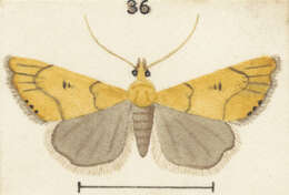 Image of Glaucocharis holanthes Meyrick 1885
