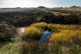 Image of bulrush