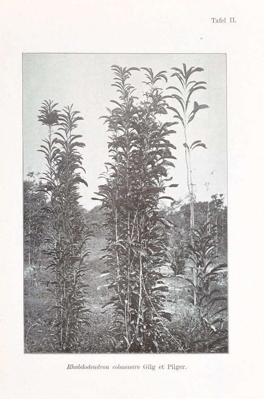 Image of Rhabdodendraceae