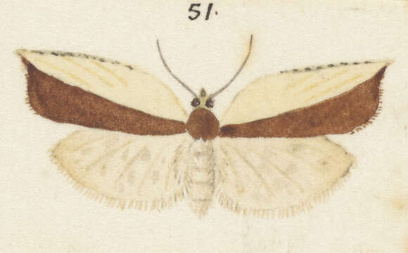 Image of Epalxiphora