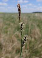 Image of carnation sedge