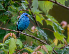 Image of Indigo Bunting