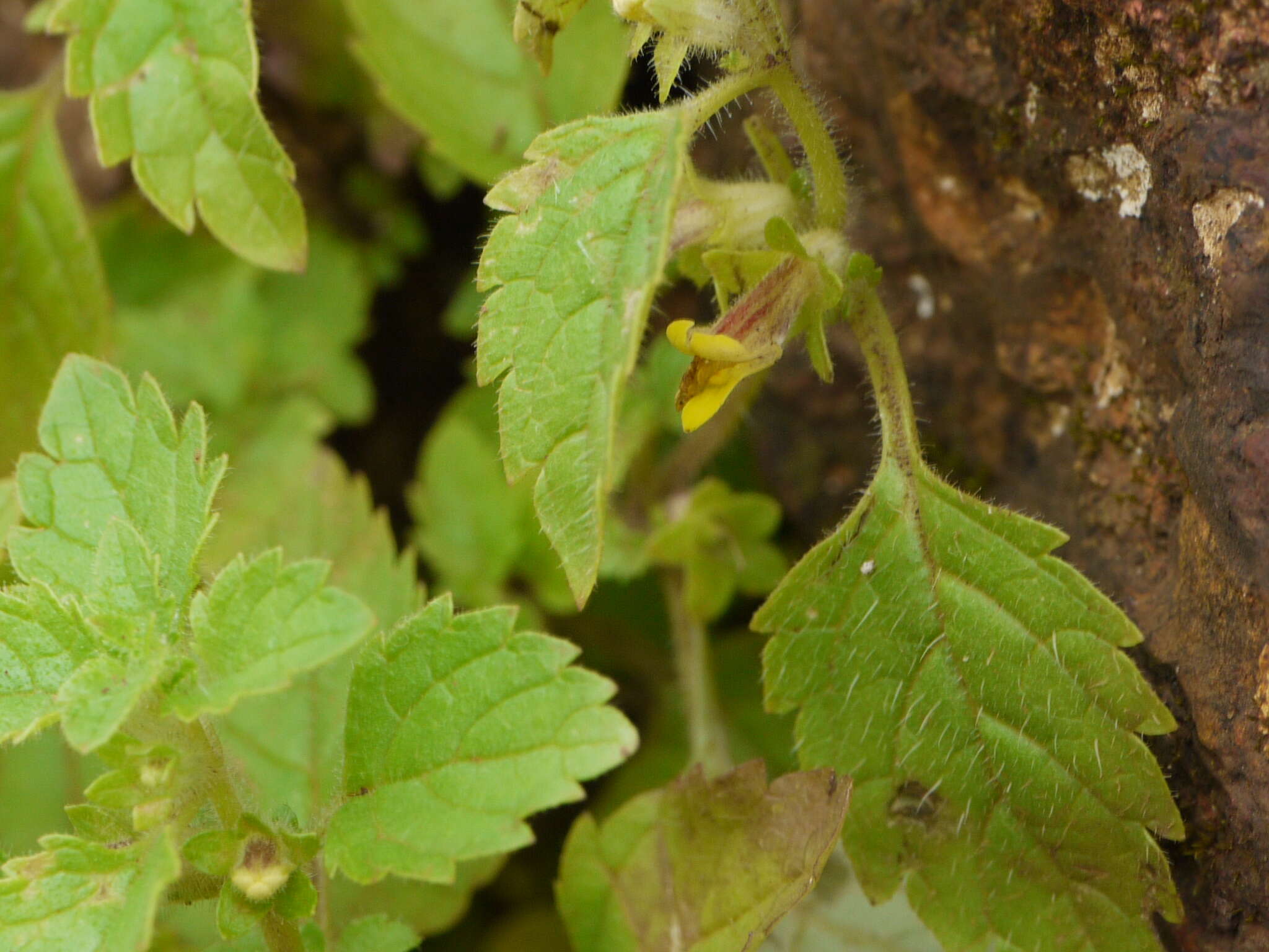 Image of Lindenbergia muraria (Roxb. ex D. Don) Brühl