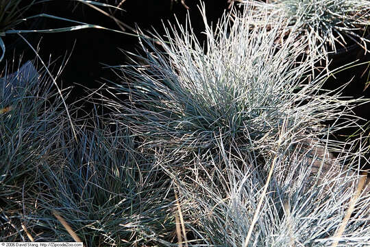 Image of Blue Fescue