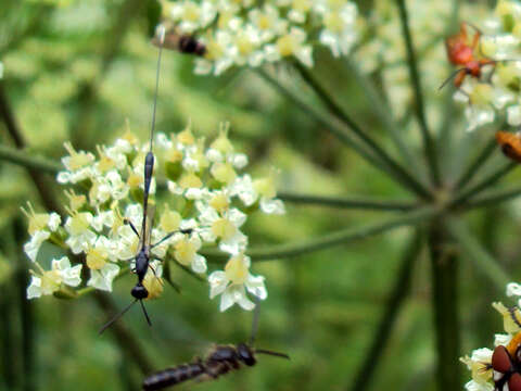 Image of carrot wasps