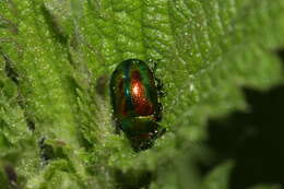 Image of Chrysolina fastuosa