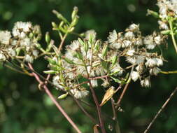 Image of ovateleaf cacalia