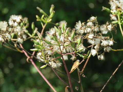 Arnoglossum ovatum (Walt.) H. Rob. resmi