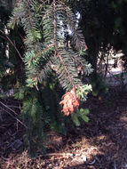 Image of <i>Pseudotsuga <i>menziesii</i></i> menziesii