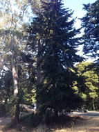 Image of <i>Pseudotsuga <i>menziesii</i></i> menziesii
