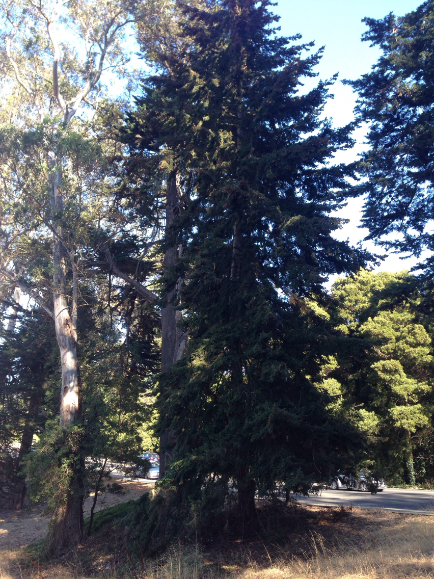 Image of <i>Pseudotsuga <i>menziesii</i></i> menziesii