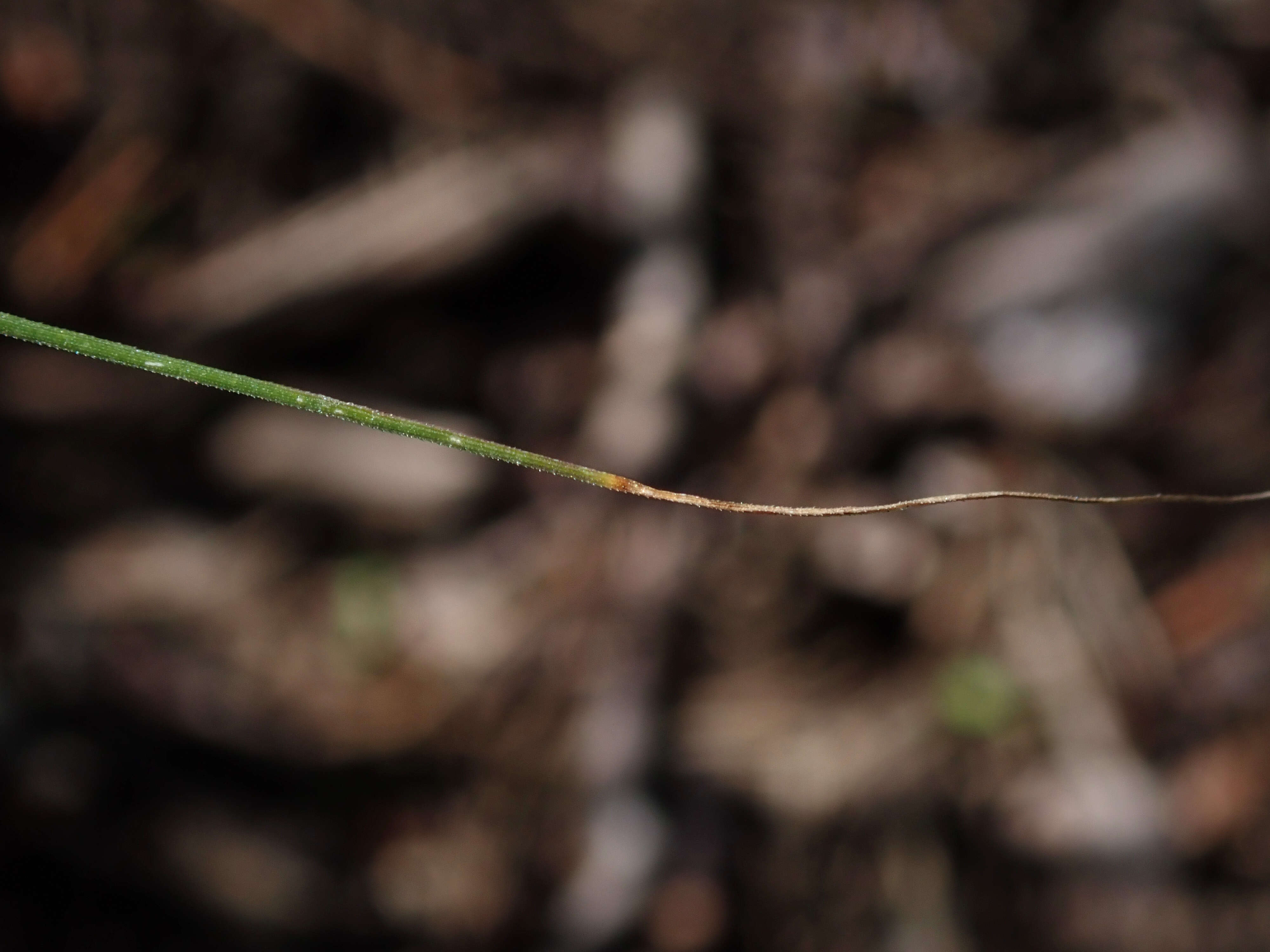 Imagem de Pennisetum alopecuroides