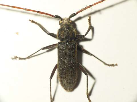 Image of Kulsi teak borer