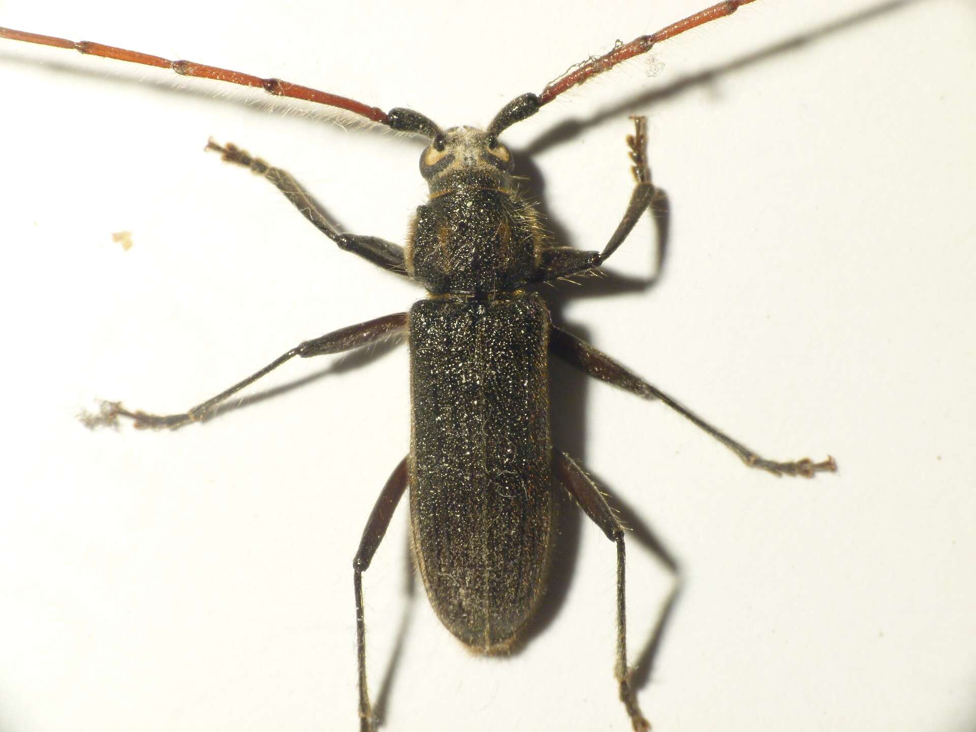 Image of Kulsi teak borer