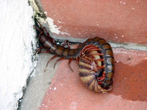 Image of <i>Scolopendra gigantea</i> Linnaeus 1758