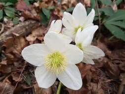 Image of black hellebore