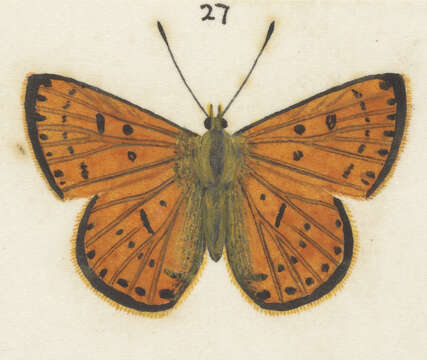 Image of Lycaena salustius (Fabricius 1793)