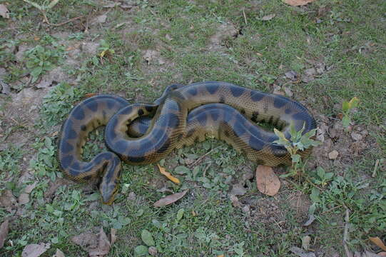 Image of Bolivian Anaconda