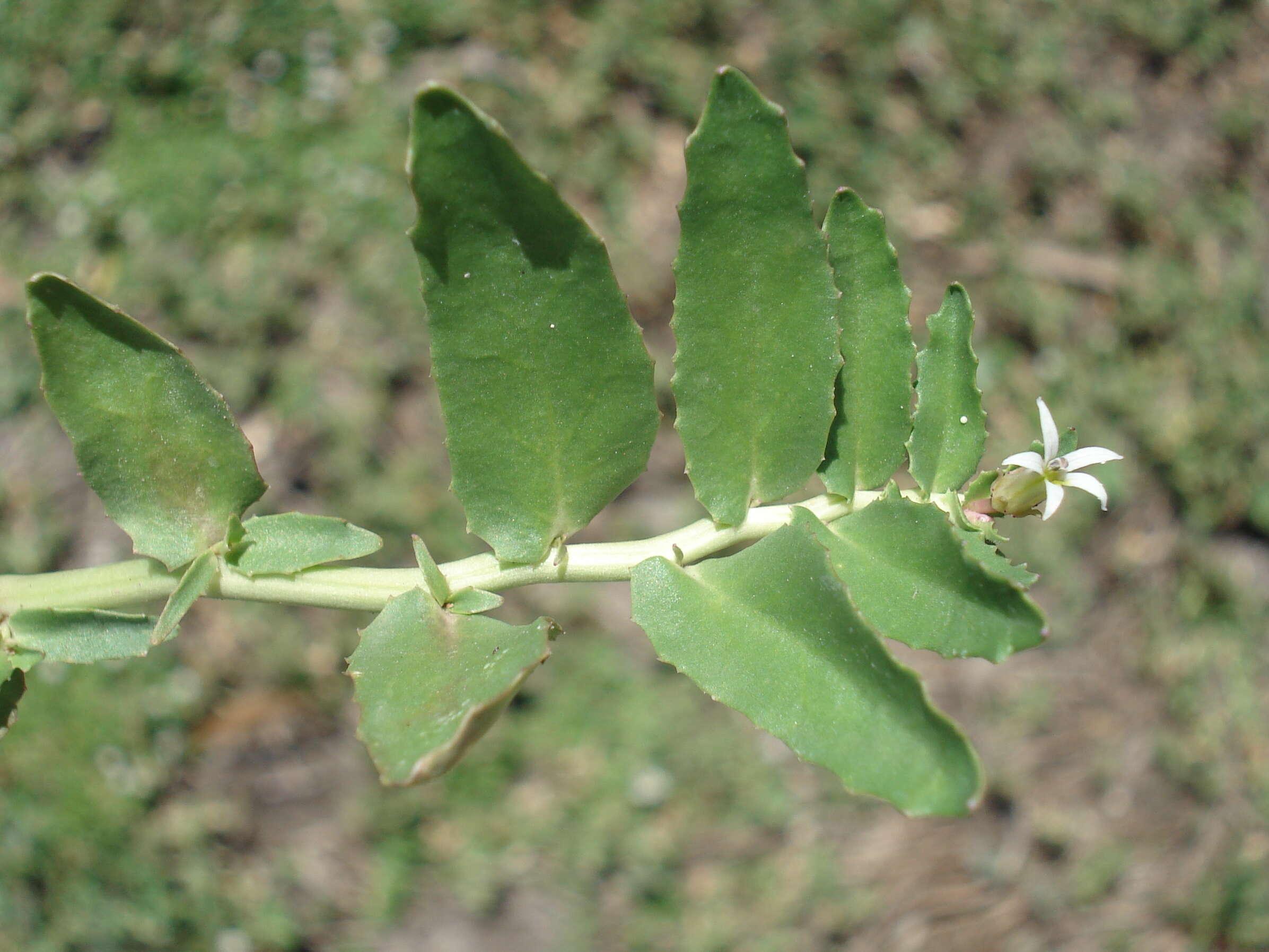 Plancia ëd Lobelia concolor R. Br.