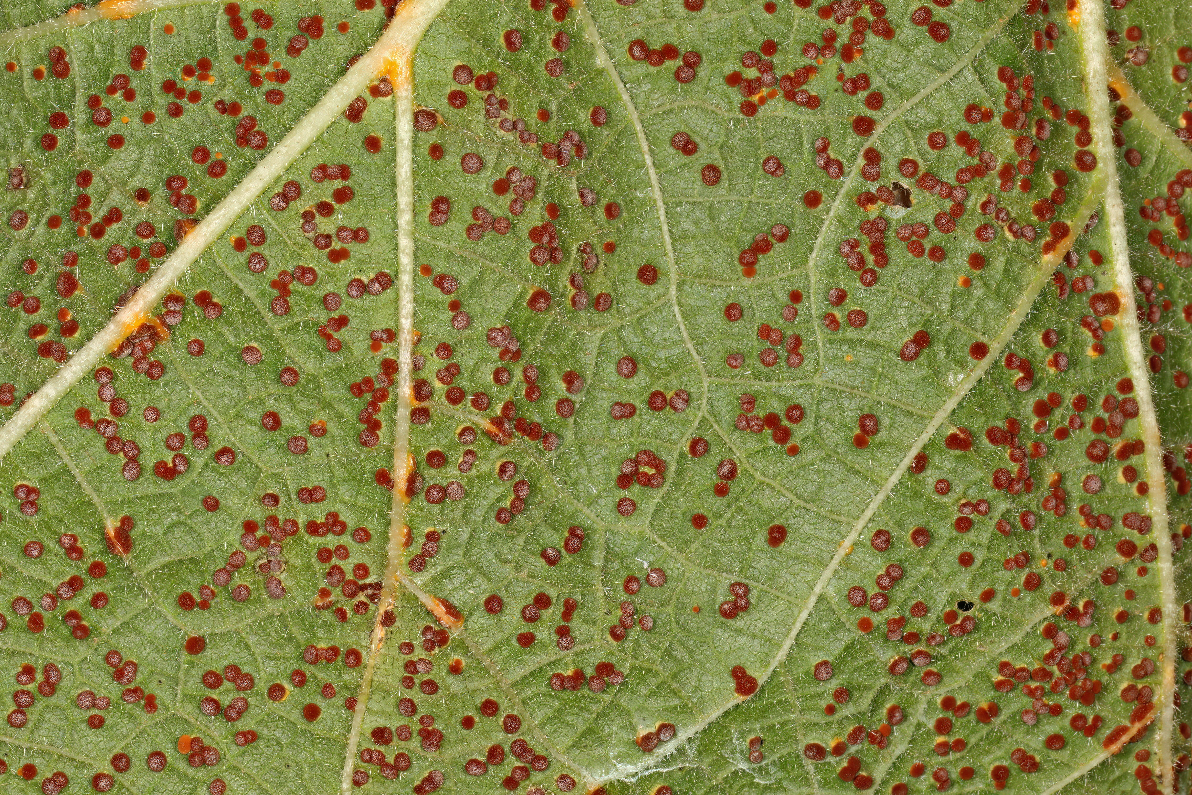 Image of Puccinia malvacearum Bertero ex Mont. 1852