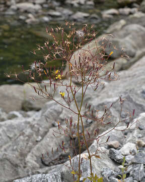 Image of Lactuca muralis