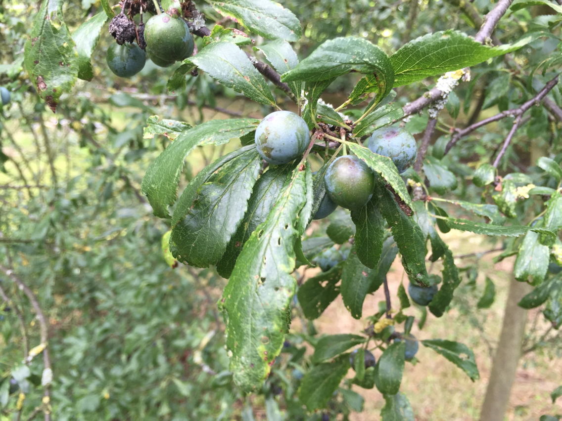 Image of <i>Prunus spinosa</i>