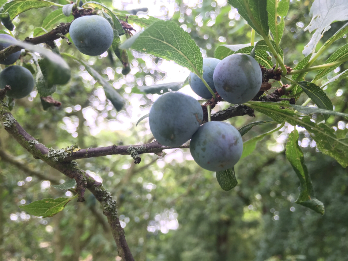 Image of <i>Prunus spinosa</i>